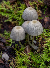 Coprinellus disseminatus fungi (Fairy Inkcaps) in the rainforest - Lamington National Park, QLD