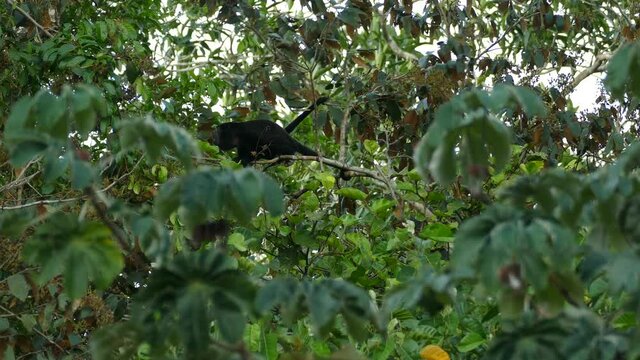 Territorial mantled howler monkey making loud howling noise with mouth