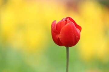 Fototapeta premium Tulip flower with green leaf background in tulip field at winter or spring day 