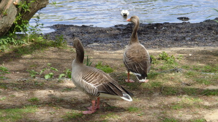 goose on the beach