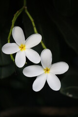 Obraz na płótnie Canvas white frangipani beautiful flower on tree!