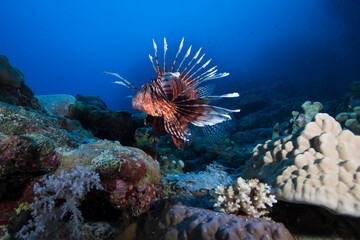 A lionfish sits on the Great Barrier Reef