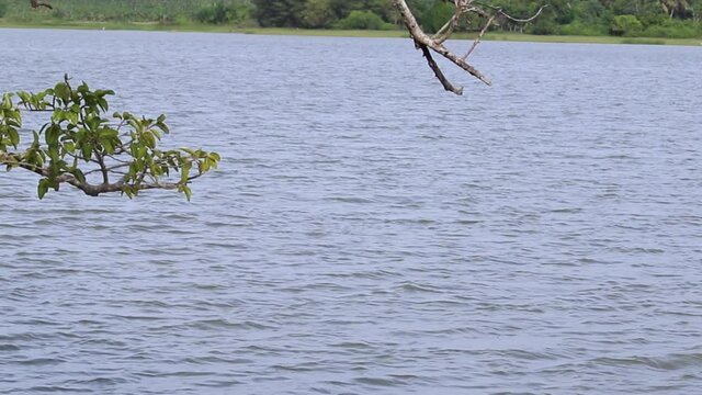 Calm and breezy bright morining in the lake shore, Crow in the tree flying away switching branches, panning upwards vedio clip near Pahala Andara Wewa in Hambantota, Sri Lanka