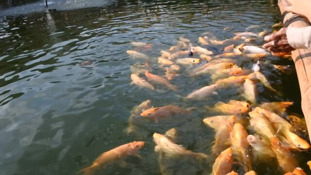 fish farming in artificial ponds