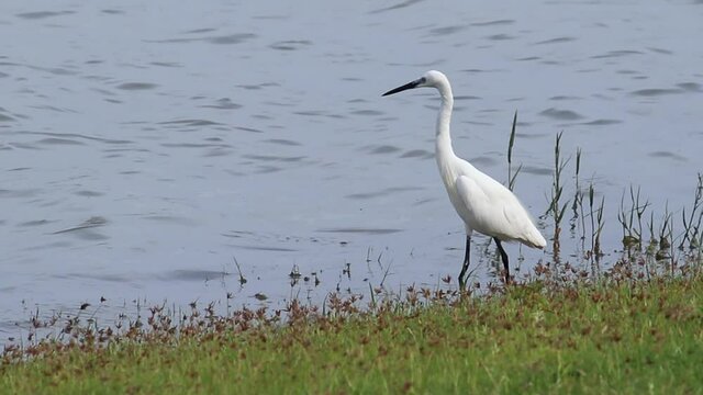 Intermediate Egret Standing still in green grass pond bank hunting small fish Slow Motion b roll natures clip calm water ripples in the sunny breezy day, White buetiful shore birds in Sri Lanka.