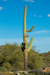 A Saguaro Cactus on a hill in Arizona
