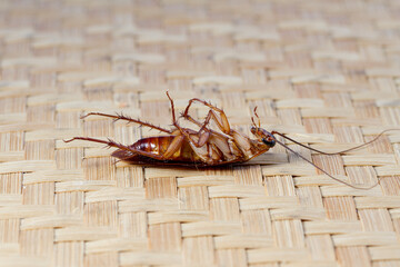 Close up Cockroaches isolated on bamboo