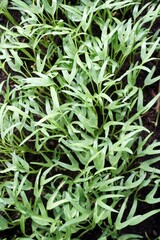 fresh green Ipomcea aquatica plant in nature garden