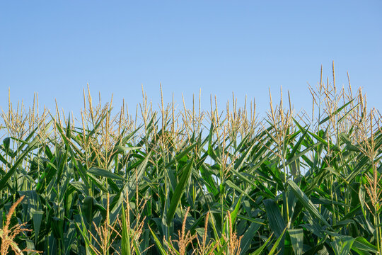 Corn Field