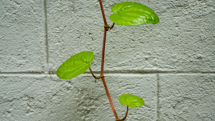 Betel leafs or (Piper betle) is a flowering vine in the family Piperaceae. Close-up shot from below with white background.