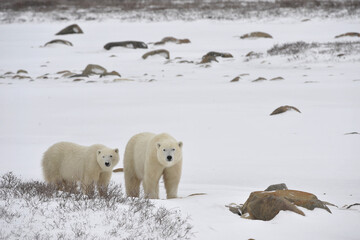 Two Polar Bears.