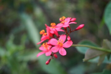 Jatropha integerrima flower in nature garden
