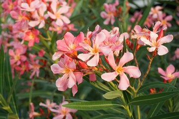 pink nerium oleander flower in nature garden
