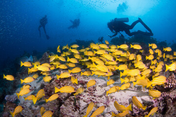 Colorful yellow striped snapper and fish swim on the reef