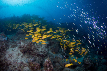 Fototapeta na wymiar Colorful yellow striped snapper and fish swim on the reef