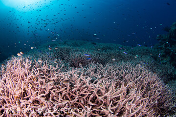 Fototapeta na wymiar Healthy and colorful hard coral on the Great Barrier Reef