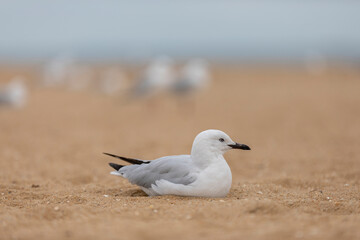 Seagull down on the beach