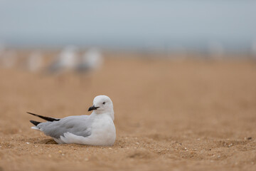 Seagull down on the beach