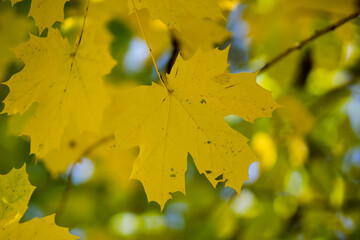 Yellow maple foliage. Autumn abstract background. Selective focus.