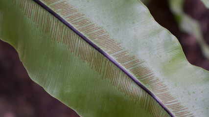 Leafs pattern of Bird's-nest ferns plants or (Asplenium antiquum), close-up shot on different angles.