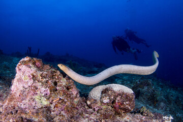An Olive Sea Snake swims around the reef