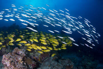 Fototapeta na wymiar Colorful yellow striped snapper and fish swim on the reef