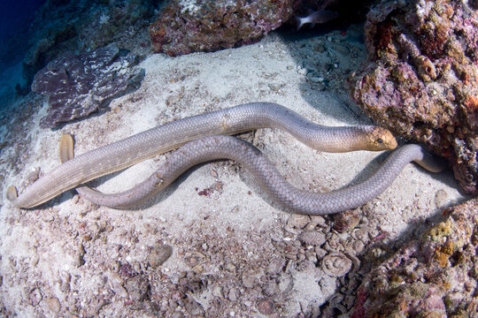 An Olive Sea Snake swims around the reef