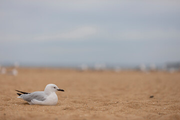 Seagull down on the beach