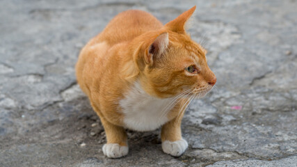 An adorable ginger domestic cat laying on the footpath, close-up shot outdoor.