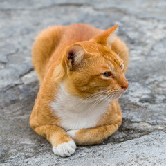 An adorable ginger domestic cat laying on the footpath, close-up shot outdoor.