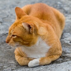 An adorable ginger domestic cat laying on the footpath, close-up shot outdoor.