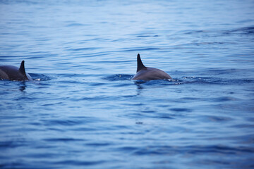 dolphins in ocean waves