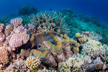 A large giant clam sits amongst healthy hard coral