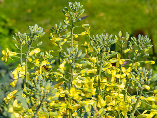 Obraz premium A young yellow wasp with black stripes eats nectar on yellow broccoli inflorescences in the bright autumn sun