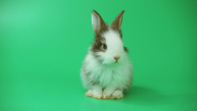 Lovely chewing rabbit and leaving feces on green background. Brown and white fluffy baby bunny.


