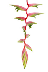 Tropical Flowe Heliconia Chartacea 'Sexy Pink' with isolated on white background