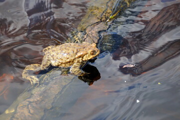 A common toad ( Bufo bufo) basks in the sun in the water of a forest lake. Moscow region. Russia.