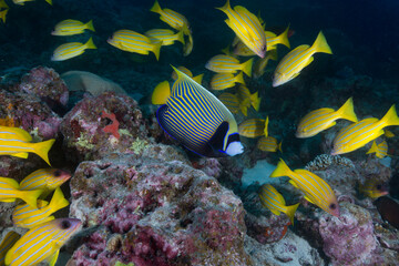 Colorful yellow striped snapper and fish swim on the reef