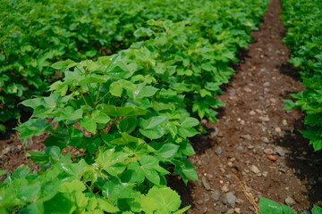 Green and helthy cotton field