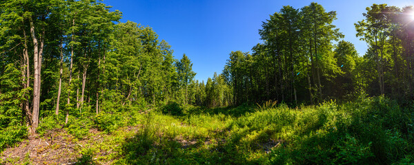 Panorama of the summer forest in Udmurtia