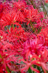 彼岸花の群生縦構図