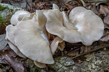 Omphalotus nidiformis (Ghost Fungus) - bioluminescent fungi - Lamington National Park, Queensland