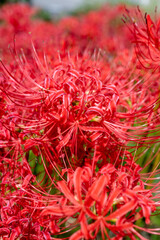 彼岸花の群生マクロ
