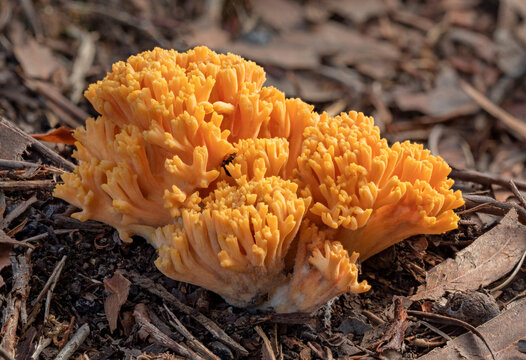 Ramaria formosa coral fungus - approx 100mm tall - NSW, Australia