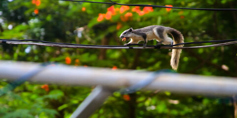 A squirrel walking on the electric wire