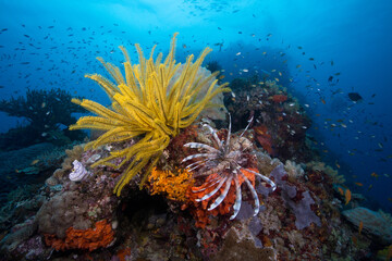 Colorful and healthy soft corals and fish on the Reef