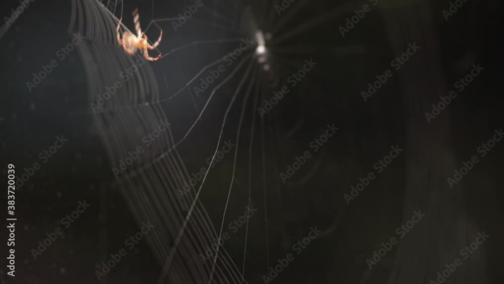 Poster Spider On A Cobweb - Building A Circular Web During Evening. - Close up- Macro Shot