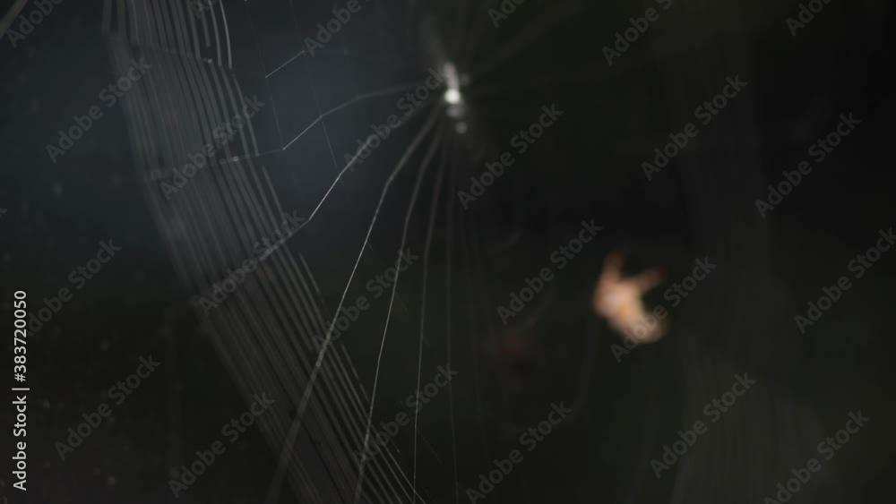 Poster Blurry Image Of A Spider Building An Orb-Web In A Black Background. - Close Up - Macro Shot