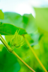 close view of cotton flower in cotton field