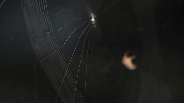 Blurry Image Of A Spider Building An Orb-Web In A Black Background. - Close Up - Macro Shot